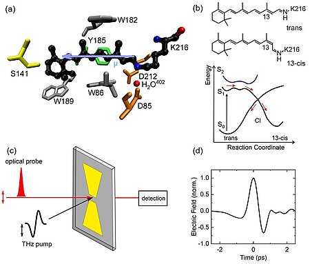 Graphic 1: Molecular structure of the protonated retinal Schiff base in bacteriorhodopsin