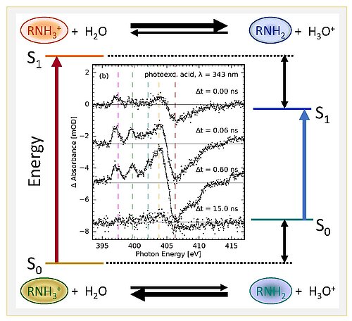 Förster cycle of an amine photoacid